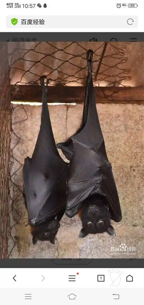 蝙蝠喜欢倒挂在树上睡觉