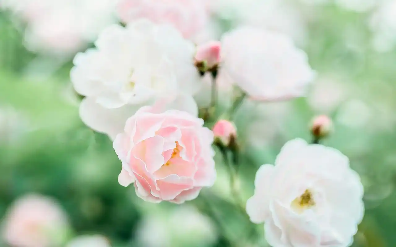 首页 桌面壁纸 绿色小清新花卉植物电脑壁纸图片上一张下一张查看原图