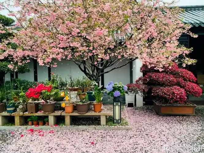 院子里种什么树好风水最旺财(住宅庭院种六树好吃又吉利)-壹晶度