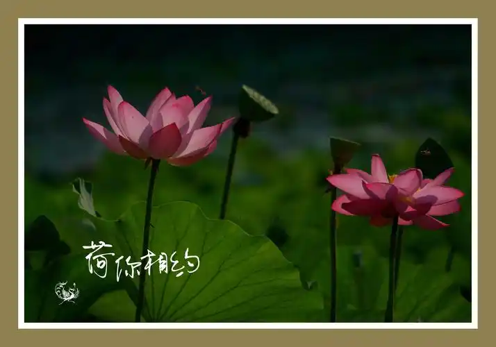 [首发] 2020荷你相遇,2021荷你有约