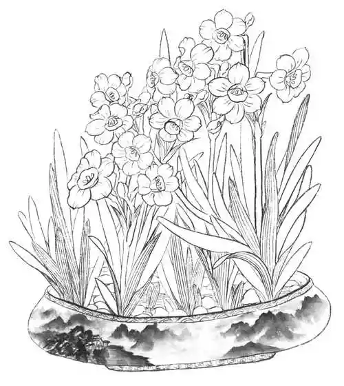 白描水仙花的画法