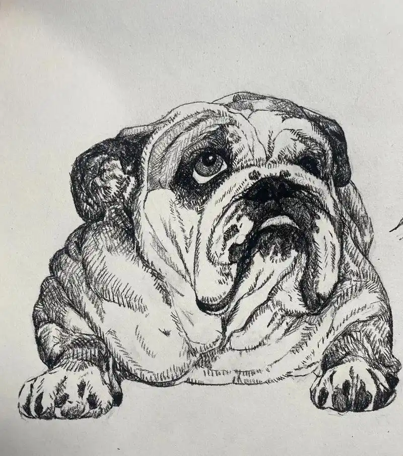 动物速写.青岛十七中美术班  动物速写赏析(摘自青岛十七中美 - 抖音