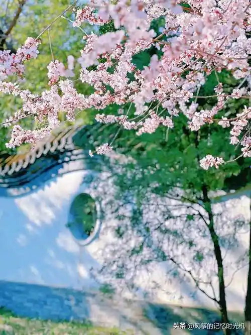 春日限定美图:桃花嫣然出篱笑,似开未开最有情