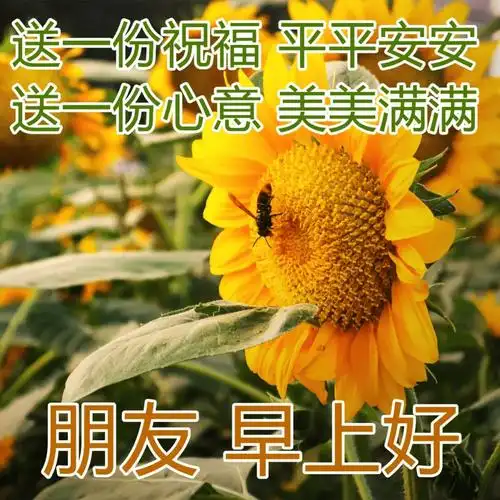 清早问候朋友早上好图片浓浓的早上好祝福动态表情包