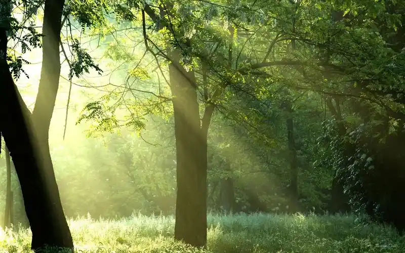 治愈系小清新明媚阳光穿过森林绿色护眼桌面壁纸(一)