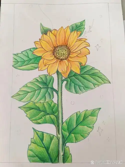 彩铅画初学者-向日葵97  临摹了 的线描画 按自己心想的上色,简单的