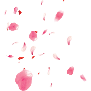 漂浮的樱花花瓣png免抠素材