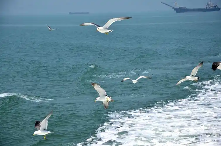 大海的信使(海鸥)