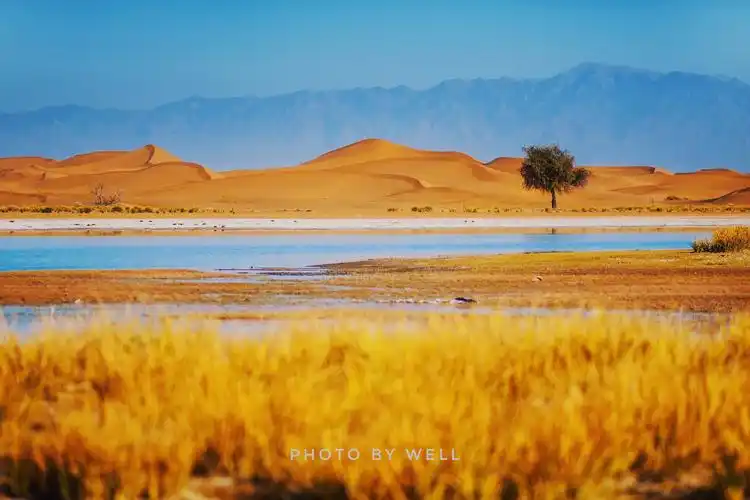 【阿拉善左旗景点图片】腾格里沙漠天鹅湖