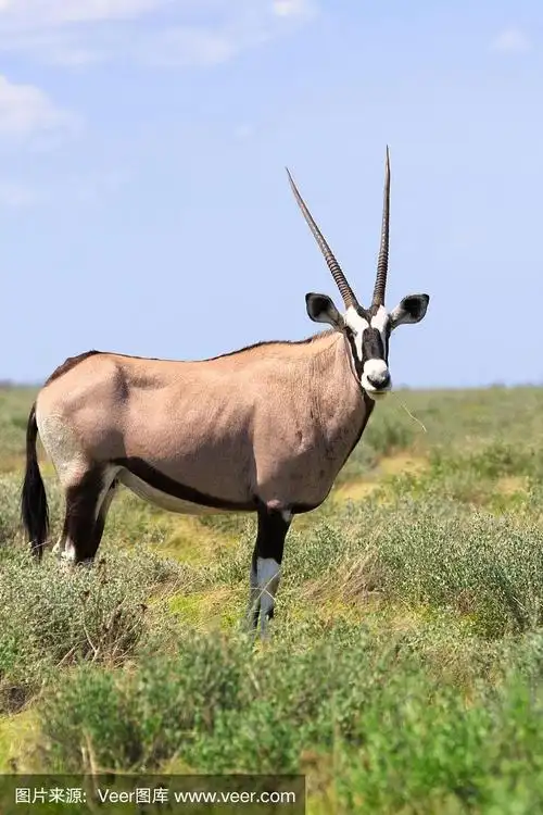 埃托沙国家公园的大羚羊
