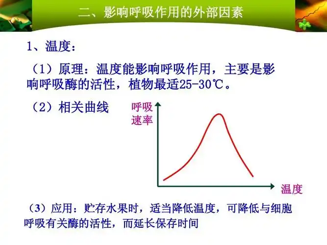影响细胞呼吸的因素及应用ppt