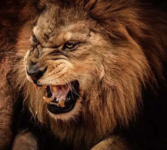 凶猛的狮子动物高清图片