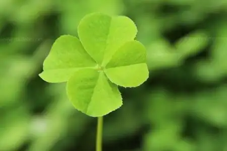 谁有四叶草图片,我要4叶的