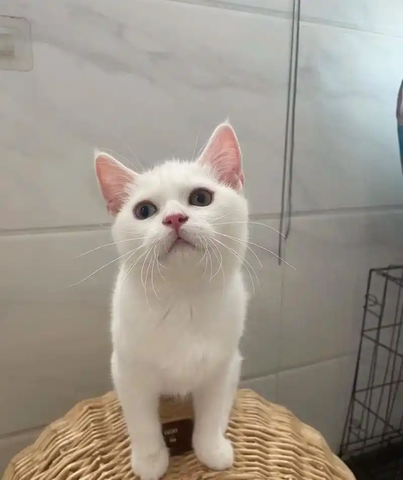 纯白英短猫11566ooo