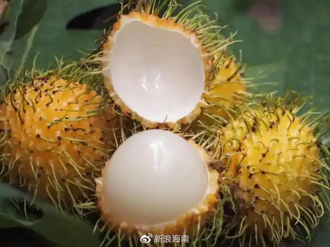 红毛丹黄毛丹都是毛丹