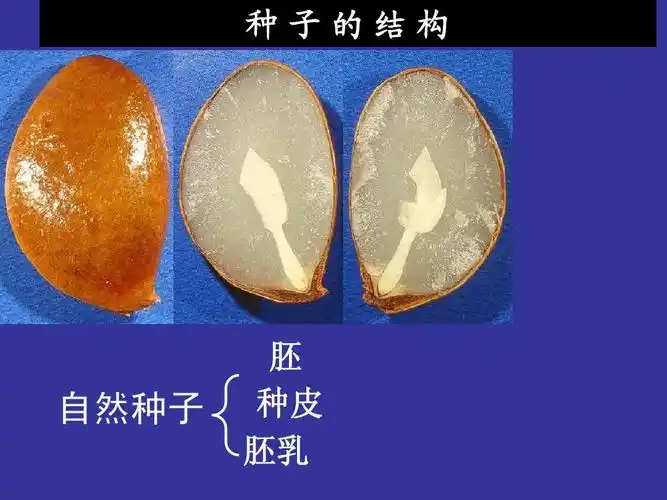 种子的结构 自然种子 胚 种皮 胚乳