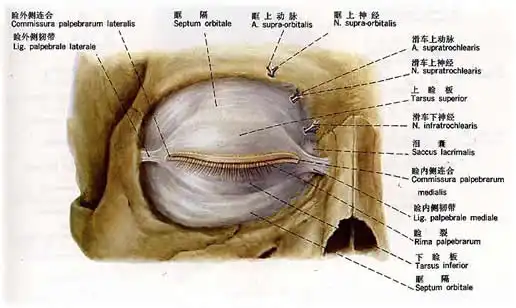 人体眼睑解剖示意图-人体解剖图