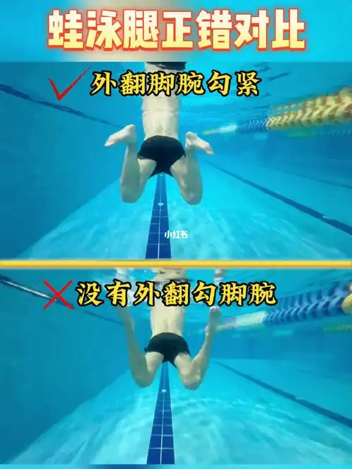 蛙泳腿正错对比