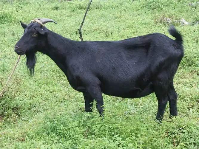 要买优惠的黑山羊,富仕达养殖场是不二选择