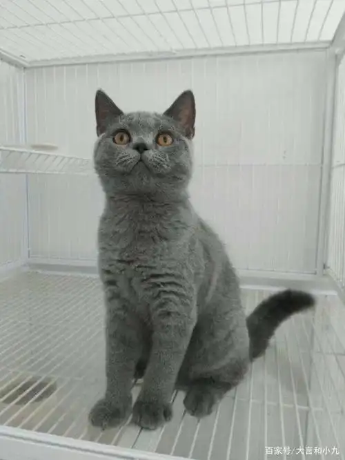 英短蓝猫和美短蓝猫傻傻分不清?学会这一招一秒分清