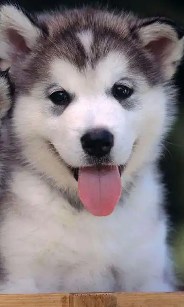 拒绝带水印!什么狗狗都可以