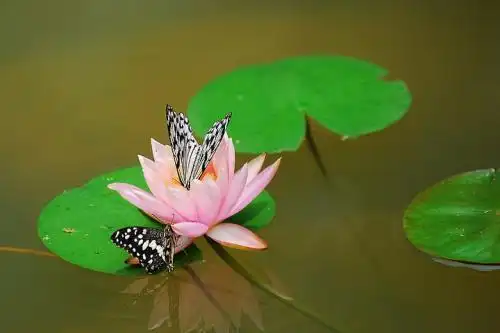 有趣的荷花蝴蝶养殖方法