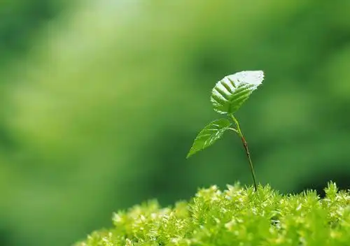 融入大自然的绿色