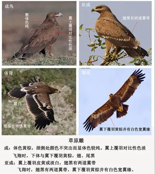 p>草原雕(学名:aquila nipalensis)是属于鹰科的一种大型猛禽.