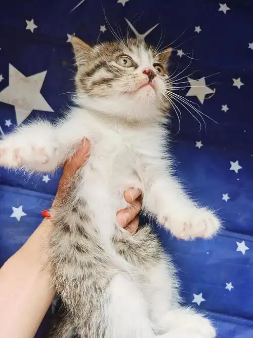 蓝白串串找家长啦