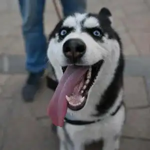 傻狗二哈哈士奇头像