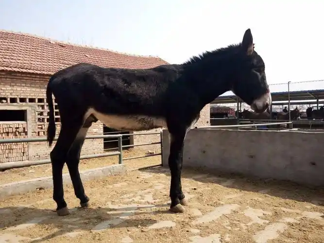 黑龙江省毛驴饲料购买多大的驴育肥快改良肉驴