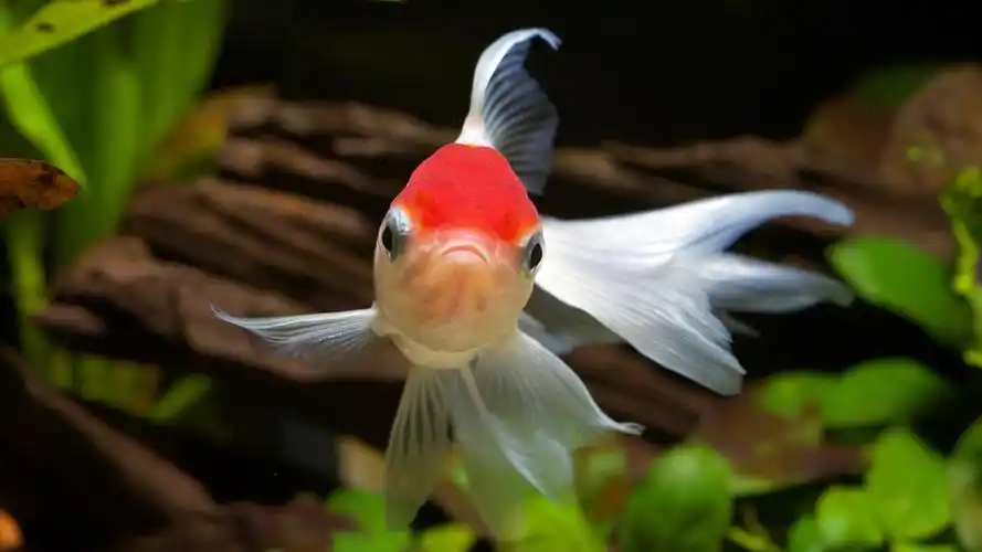 金鱼特写高清电脑壁纸