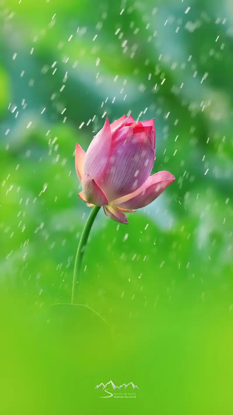 荷花壁纸.荷花#手机壁纸 拿走不谢 #荷塘美景 #出淤泥而不 - 抖音