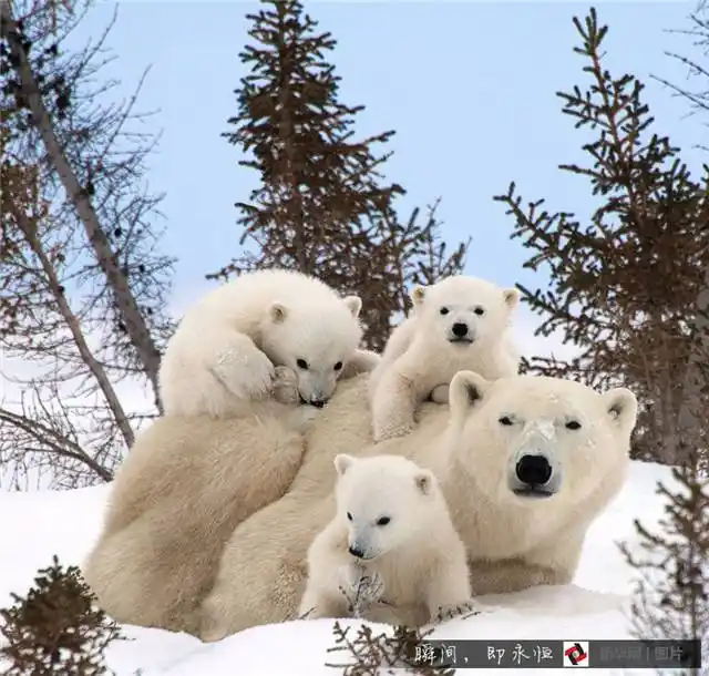 温情满分盘点动物界最萌全家福