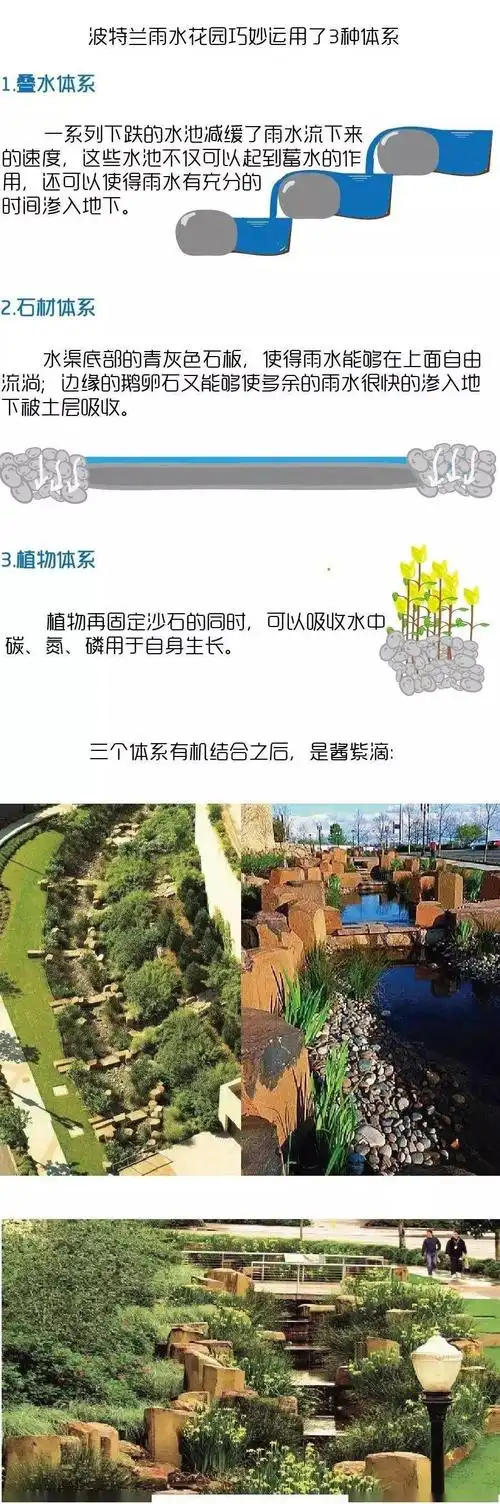 科普| 读懂雨水花园,下雨天去逛逛_植物