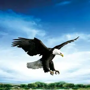 军营里飞出的鹰