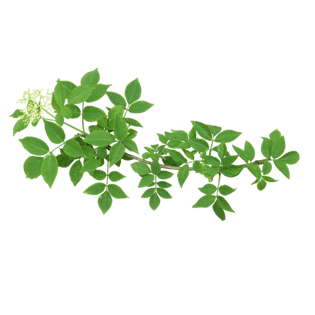 植物绿叶png免抠图素材