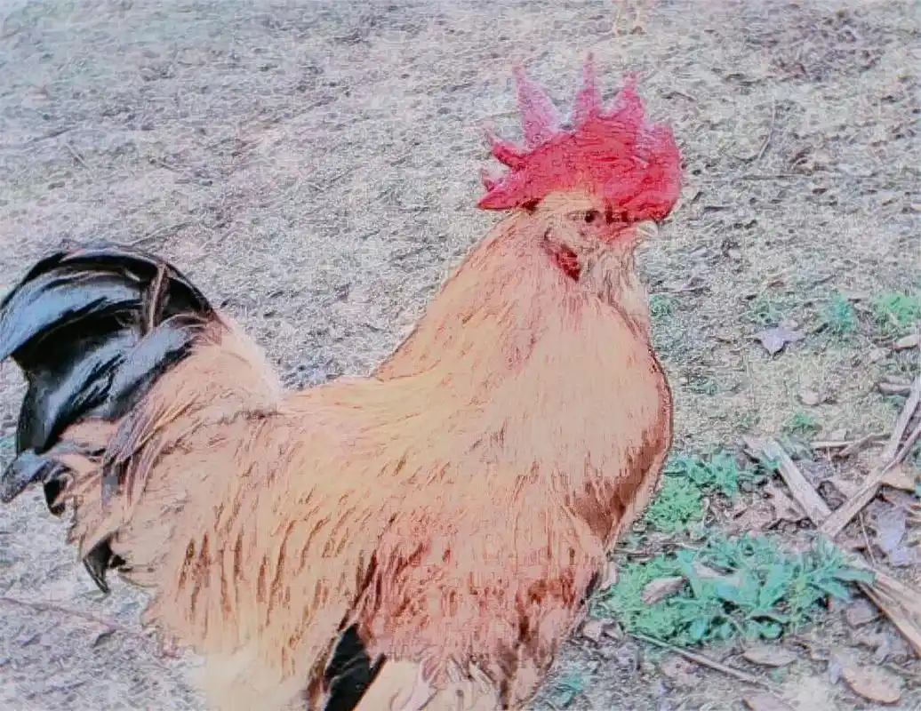 世界名鸡~象洞鸡,捷文地方特色品种.由于每 - 抖音