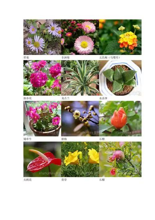 常见花卉名称图片