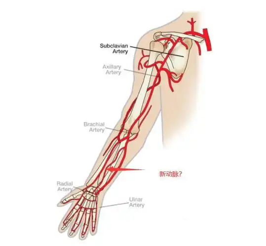 你也进化了么人类正在进化的新证据手臂上悄然多了这条动脉