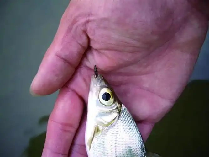 飞钓溪流之中的大眼精灵大眼华鳊