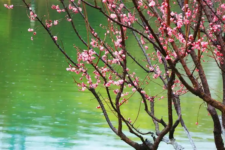 静守岁月,且看梅花开 - 美篇