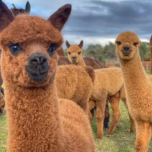 散养成年萌宠杂交羊驼 景区观赏 绿色养殖易成活