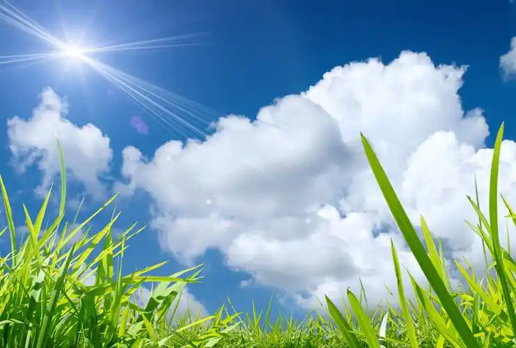 绿色,自然,背景,夏天