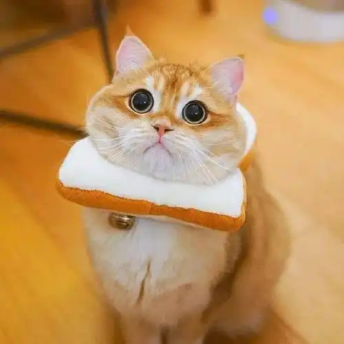 八月最可爱猫咪照片来了!每一张都萌到犯规!