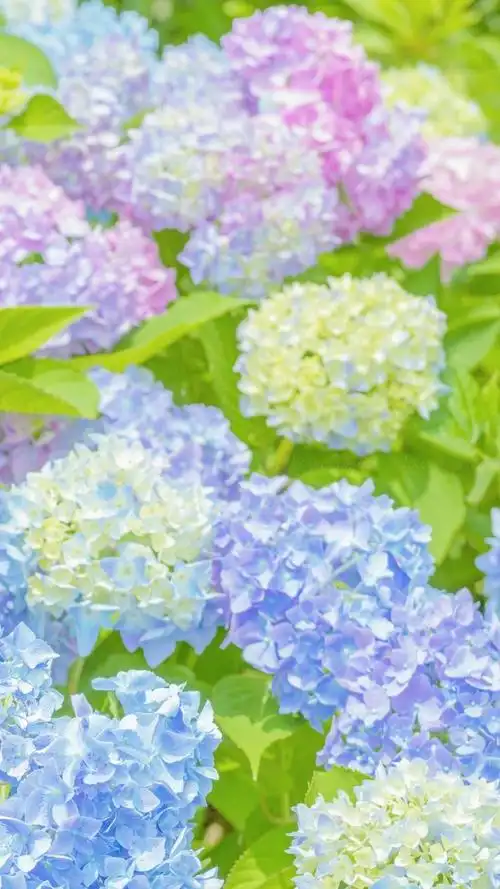 绣球花清新淡雅迷人微距摄影,高清图片,手机锁屏桌面-壁纸族