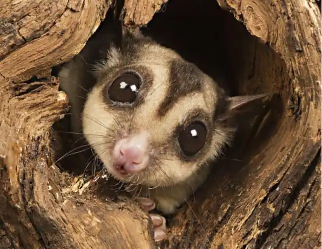 澳洲蜜袋鼯多少钱一只(动物界10种萌物) - 价格百科