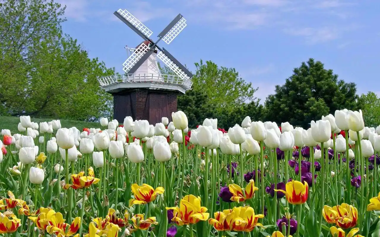 唯美郁金香花海