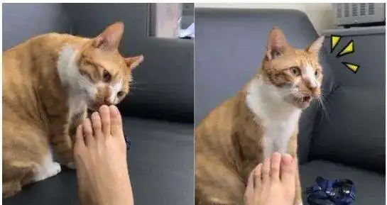 脚臭|臭味|汗液_新浪新闻