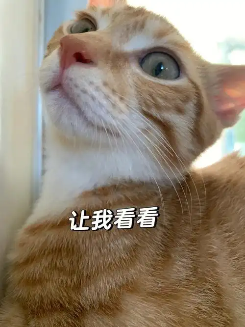 徐六一的表情包